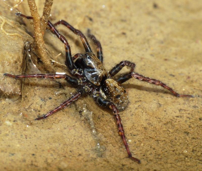 Arctosa leopardus